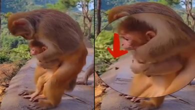 Photo of तेजी से वायरल हो रहा हैं इस बंदर का ये वीडियो, क्या आपने देखा