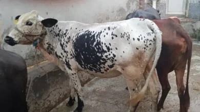 Photo of देहरादून में लंपी वायरस ने दी दस्तक, जाने पूरी ख़बर