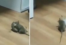 Photo of तेजी से वायरल हो रहा हैं लड़ाई करता हुआ चूहों का यह वीडियो, क्या आपने देखा