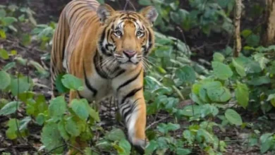 Photo of एक महीने से लापता बाघिन राजाजी पार्क की पश्चिमी सीमा पर घूमती मिली