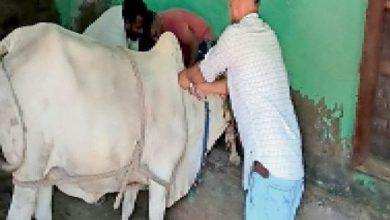 Photo of बरेली के आंवला में बढता जा रहा लंपी वायरस का प्रकोप, पढ़े पूरी ख़बर