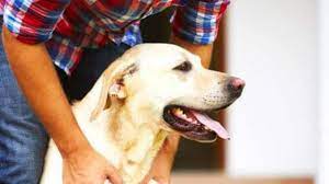 Photo of स्ट्रीट डॉग की मौत से युवती इस कदर आहत हुई कि उसने पानी की टंकी से कूदकर जान दे दी