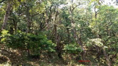 Photo of भोपाल वनमंडल की आगामी 10 वर्ष के लिए बनाई गई नई कार्ययोजना पर केंद्र सरकार ने लगाईं रोक