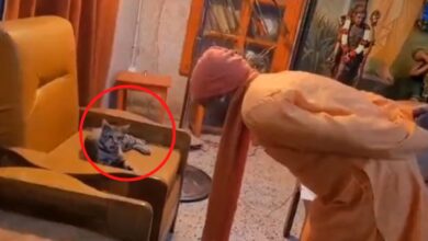 Photo of सीएम योगी के पशु प्रेम का एक अद्भुत नजारा आया सामने, जानें क्या