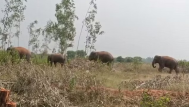Photo of आज से खुलेंगे कालागढ़ टाइगर रिजर्व के वतनवासा व पाखरो जोन
