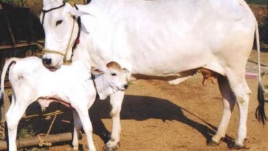 Photo of हरियाणा: चिचड़ी रोग से संक्रमित हो रहीं गाय; इन जिलों में अधिक असर