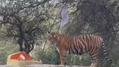Photo of बांधवगढ़ टाइगर पार्क में बाघ के हमले से चरवाहा घायल!
