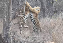 Photo of भोपाल के पास बाघ के हमले से ग्रामीण की मौत, आधा शरीर खाया