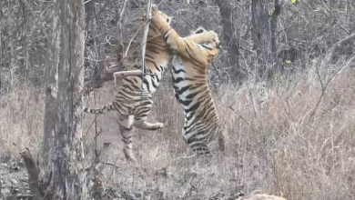 Photo of भोपाल के पास बाघ के हमले से ग्रामीण की मौत, आधा शरीर खाया
