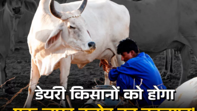 Photo of डेयरी सेक्टर आयात के लिए खुला तो होगा 1.03 लाख करोड़ का नुकसान, SBI Report में चेतावनी