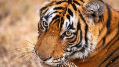 Photo of राजाजी टाइगर रिजर्व में बाघों के आकलन को लेकर तैयारी शुरू