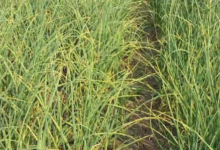 Photo of उत्तराखंड: 25 साल में उत्पादन तो बढ़ा, लेकिन खेती का रकबा साल दर साल घटा