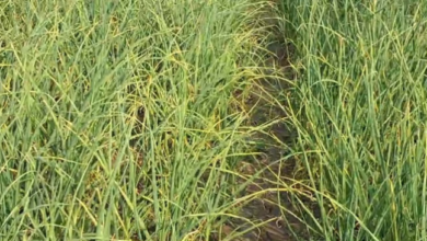 Photo of उत्तराखंड: 25 साल में उत्पादन तो बढ़ा, लेकिन खेती का रकबा साल दर साल घटा