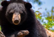 Photo of उत्तराखंड में भालू के हमलों की घटनाएं बढ़ी