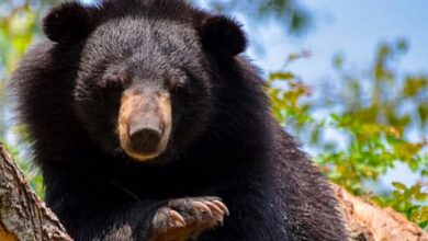 Photo of उत्तराखंड में भालू के हमलों की घटनाएं बढ़ी