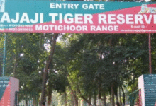 Photo of देहरादून: सैलानियों के लिए खुलेगा राजाजी टाइगर रिजर्व पार्क