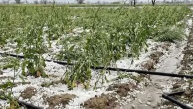 Photo of ग्वालियर-चंबल अंचल में बारिश के साथ ओलावृष्टि, खेतों में खड़ी फसल बर्बाद