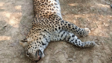 Photo of बेंगलुरु में अवैध रॉक ब्लास्टिंग से चार तेंदुओं की गई जा