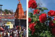 Photo of सिंहस्थ के लिए 4200 हेक्टेयर में होगी फूलों की खेती