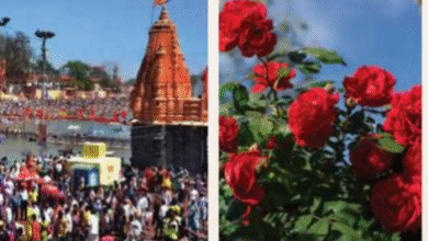 Photo of सिंहस्थ के लिए 4200 हेक्टेयर में होगी फूलों की खेती