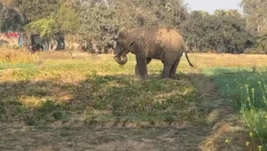 Photo of जंगल से भटककर मैदानी इलाके में घुसा हाथी, वन विभाग कर रहा नियंत्रण, दहशत में ग्रामीण