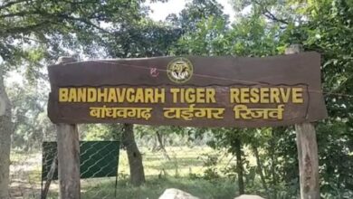 Photo of बांधवगढ़ टाइगर रिजर्व: लापरवाही पड़ी भारी, सफारी में नियम तोड़ने पर 17 चालक, गाइडों को नोटिस