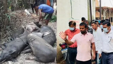 Photo of रीवा में 1500 से ज्यादा सूअरों की मौत, जाने पूरी ख़बर