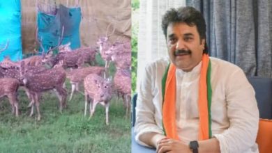 Photo of कूनो नेशनल पार्क में चीतों के लिए हिरण भेजे जाने पर खड़ा हुआ विवाद, जाने पूरी ख़बर
