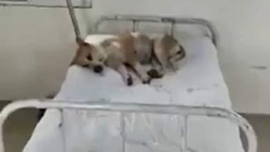 Photo of मध्य प्रदेश: कांग्रेस का बीजेपी पर हमला, जाने वजह