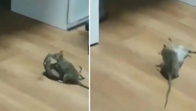 Photo of तेजी से वायरल हो रहा हैं लड़ाई करता हुआ चूहों का यह वीडियो, क्या आपने देखा
