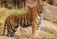 Photo of केंद्र सरकार ने सुप्रीम कोर्ट को बताया कि देश के 53 टाईगर रिजर्व में है 2967 बाघ…