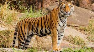 Photo of केंद्र सरकार ने सुप्रीम कोर्ट को बताया कि देश के 53 टाईगर रिजर्व में है 2967 बाघ…