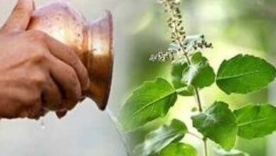 Photo of तुलसी पूजा के दौरान इन नियमों का ज़रूर करें पालन…