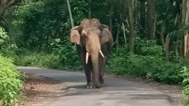 Photo of कन्नूर में अरलम फार्म के अंदर जंगली हाथी का उत्पात देखने को मिला, 43 वर्षीय आदिवासी व्यक्ति की ली जान
