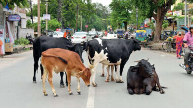 Photo of लखनऊ में शहरी क्षेत्र में छुट्टा पशुओं को पकड़ने का डीएम ने दिया निर्देश… 