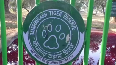Photo of मध्यप्रदेश: बांधवगढ़ टाइगर रिजर्व में फिर हुई बाघ की मौत