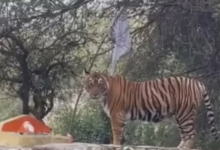 Photo of बांधवगढ़ टाइगर पार्क में बाघ के हमले से चरवाहा घायल!