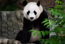 Photo of चीन अमेरिका के बीच फिर से शुरू हो रही ‘पांडा कूटनीति’