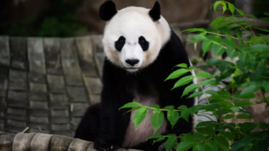 Photo of चीन अमेरिका के बीच फिर से शुरू हो रही ‘पांडा कूटनीति’