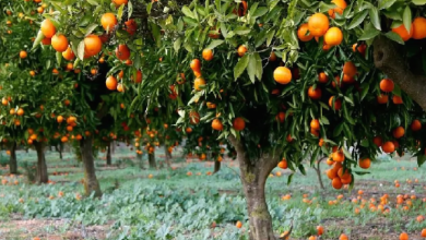 Photo of गर्मियों में जरूर खाएं संतरा, मिलेंगे ये कमाल के फायदे!