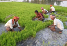 Photo of चालू सीजन में धान की बोआई 13% बढ़ी, कपास में आई कमी