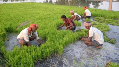Photo of चालू सीजन में धान की बोआई 13% बढ़ी, कपास में आई कमी