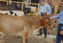 Photo of आज से शुरू होगा गौ संवर्धन अभियान, डेढ़ साल चलेगा अभियान