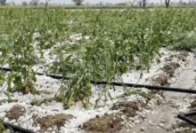 Photo of ग्वालियर-चंबल अंचल में बारिश के साथ ओलावृष्टि, खेतों में खड़ी फसल बर्बाद