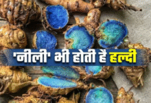 Photo of पीली तो रोज खाते हैं, क्या ‘नीली हल्दी’ के बारे में जानते हैं आप?