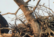 Photo of वीरांगना दुर्गावती टाइगर रिजर्व में 951 गिद्ध दर्ज, सात प्रजातियों की हुई पहचान