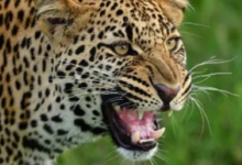 Photo of उत्तराखंड: घुड़दौड़ी के जामलाखाल में गुलदार ने व्यक्ति को बनाया निवाला, ग्रामीणों में दहशत