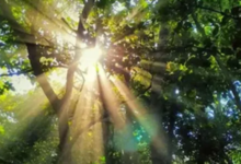 Photo of पर्यावरण मंजूरी में तेजी पर विशेषज्ञों की चिंता