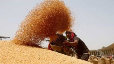 Photo of भोपाल समेत चार संभागों में गेहूं खरीदी आज से, BJP नेता करेंगे किसानों का स्वागत