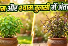 Photo of राम और श्याम तुलसी में क्या है फर्क? पता करें सही दिशा और जरूरी नियम